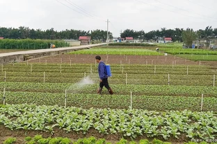 種蔬菜用什麼肥料好