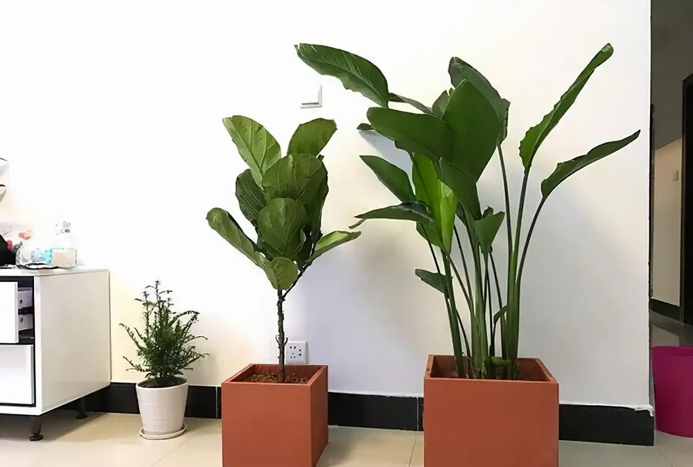 室內養花指南:十種「懶人友好型」綠植,讓家秒變治癒森林