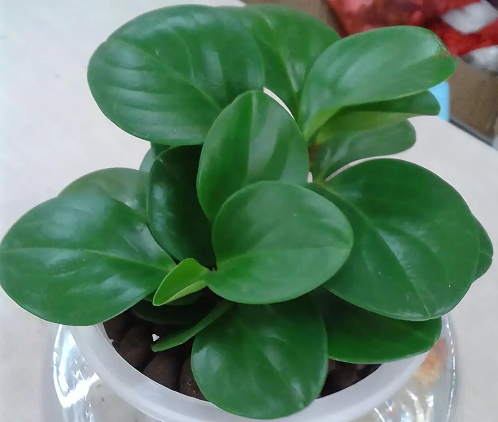 室內養花指南:十種「懶人友好型」綠植,讓家秒變治癒森林