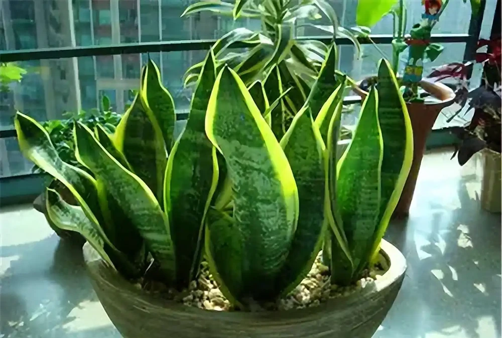 室內養花指南:十種「懶人友好型」綠植,讓家秒變治癒森林