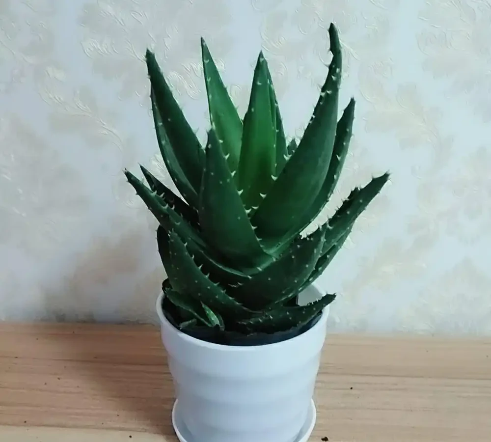 室內養花指南:十種「懶人友好型」綠植,讓家秒變治癒森林