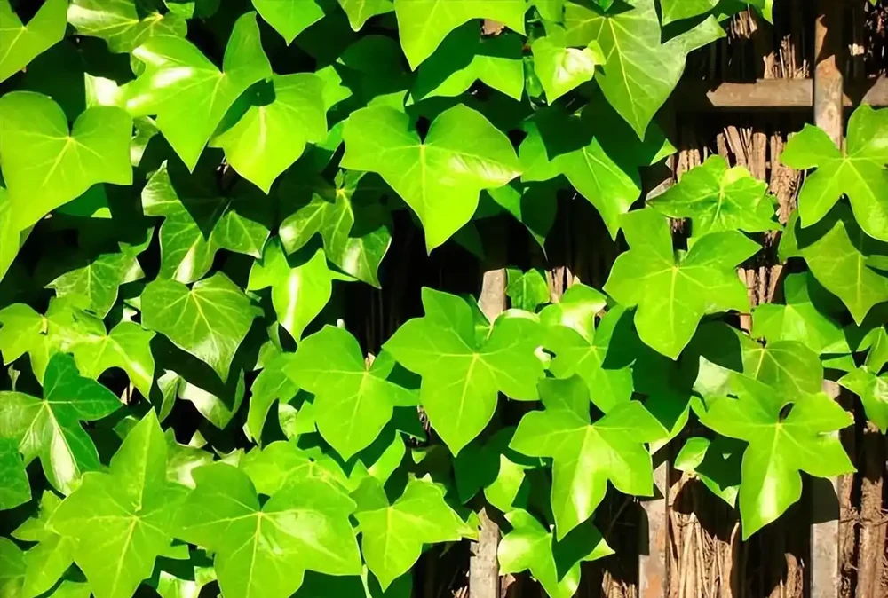 室內養花指南:十種「懶人友好型」綠植,讓家秒變治癒森林