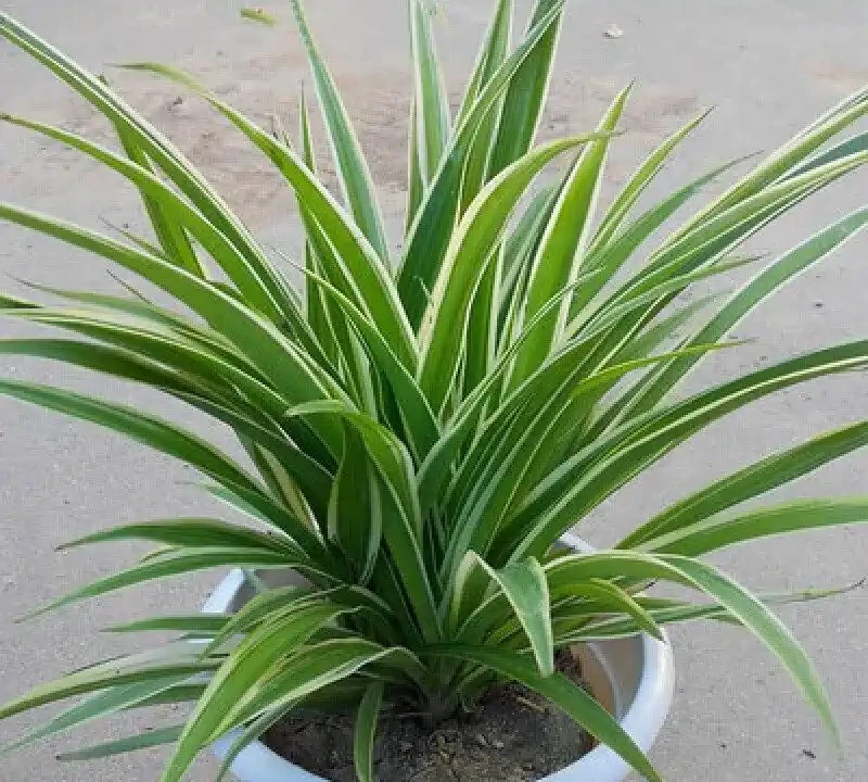 室內養花指南:十種「懶人友好型」綠植,讓家秒變治癒森林
