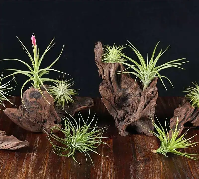室內養花指南:十種「懶人友好型」綠植,讓家秒變治癒森林