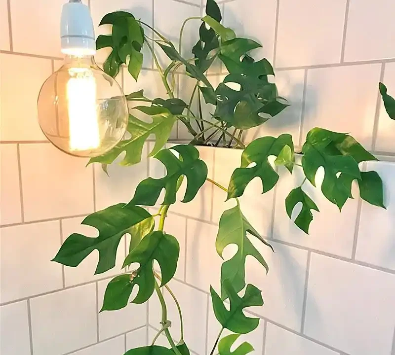 室內養花指南:十種「懶人友好型」綠植,讓家秒變治癒森林