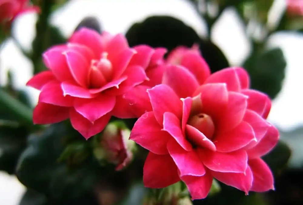 室內養花指南:十種「懶人友好型」綠植,讓家秒變治癒森林