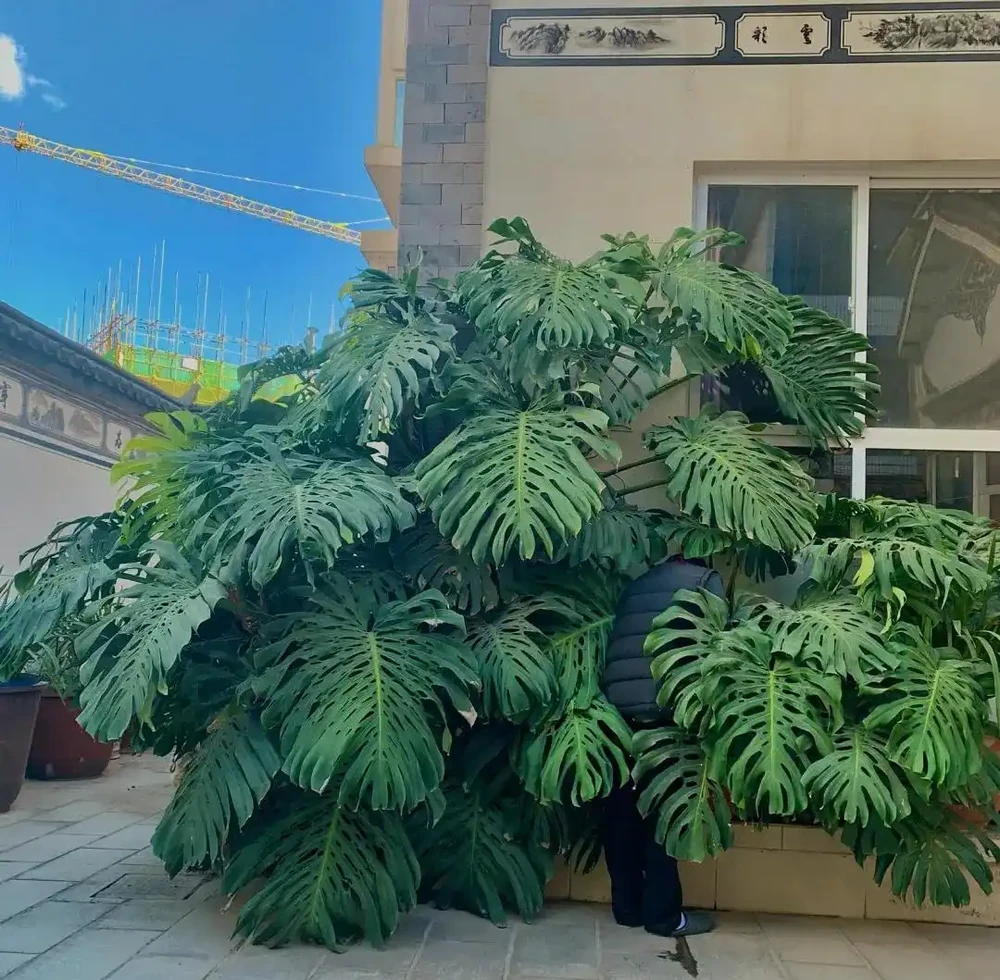 顛覆認知!老花農養「龜背芋的秘籍」:只要曬不傷,就狠狠曬~