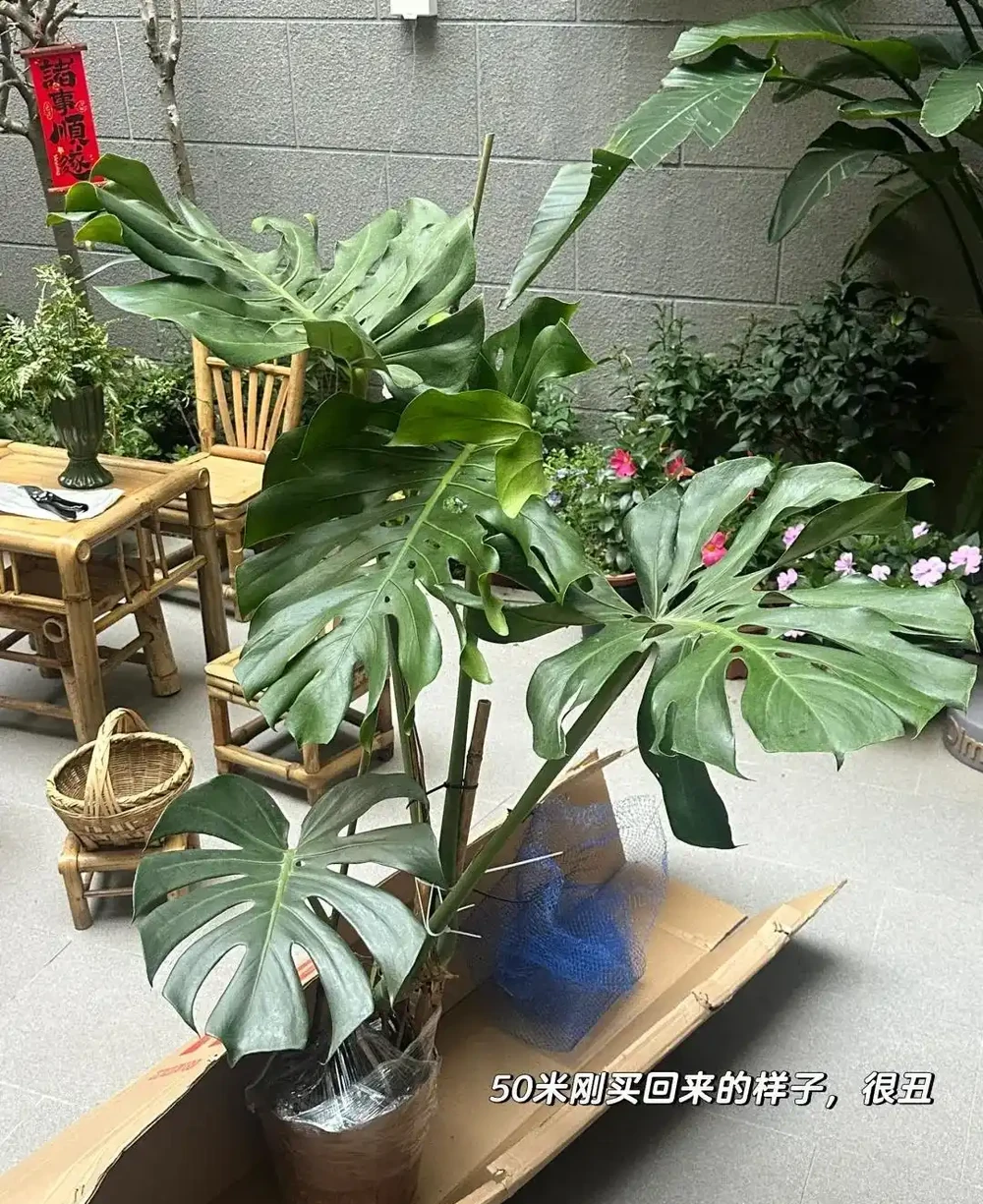 顛覆認知!老花農養「龜背芋的秘籍」:只要曬不傷,就狠狠曬~