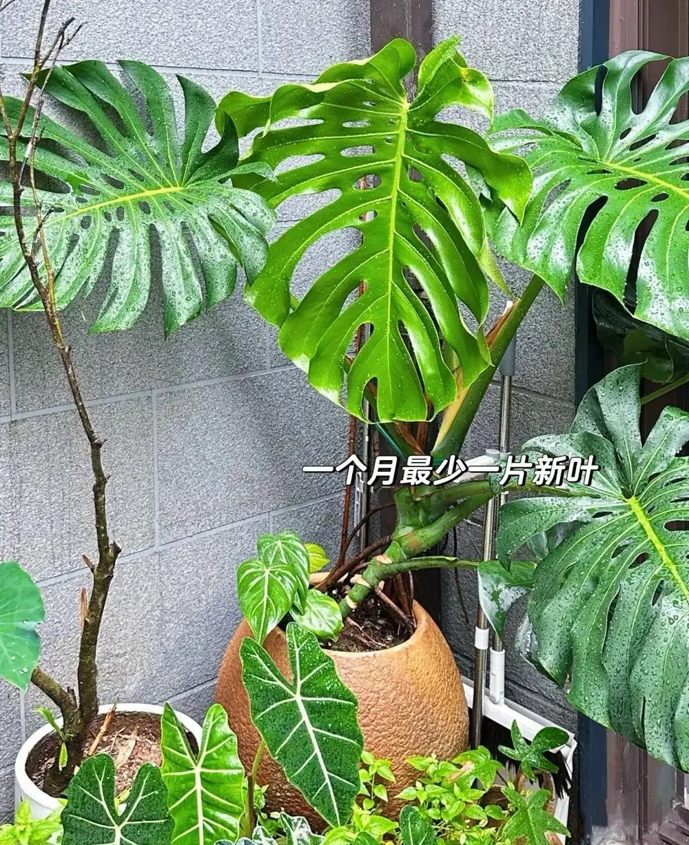 顛覆認知!老花農養「龜背芋的秘籍」:只要曬不傷,就狠狠曬~