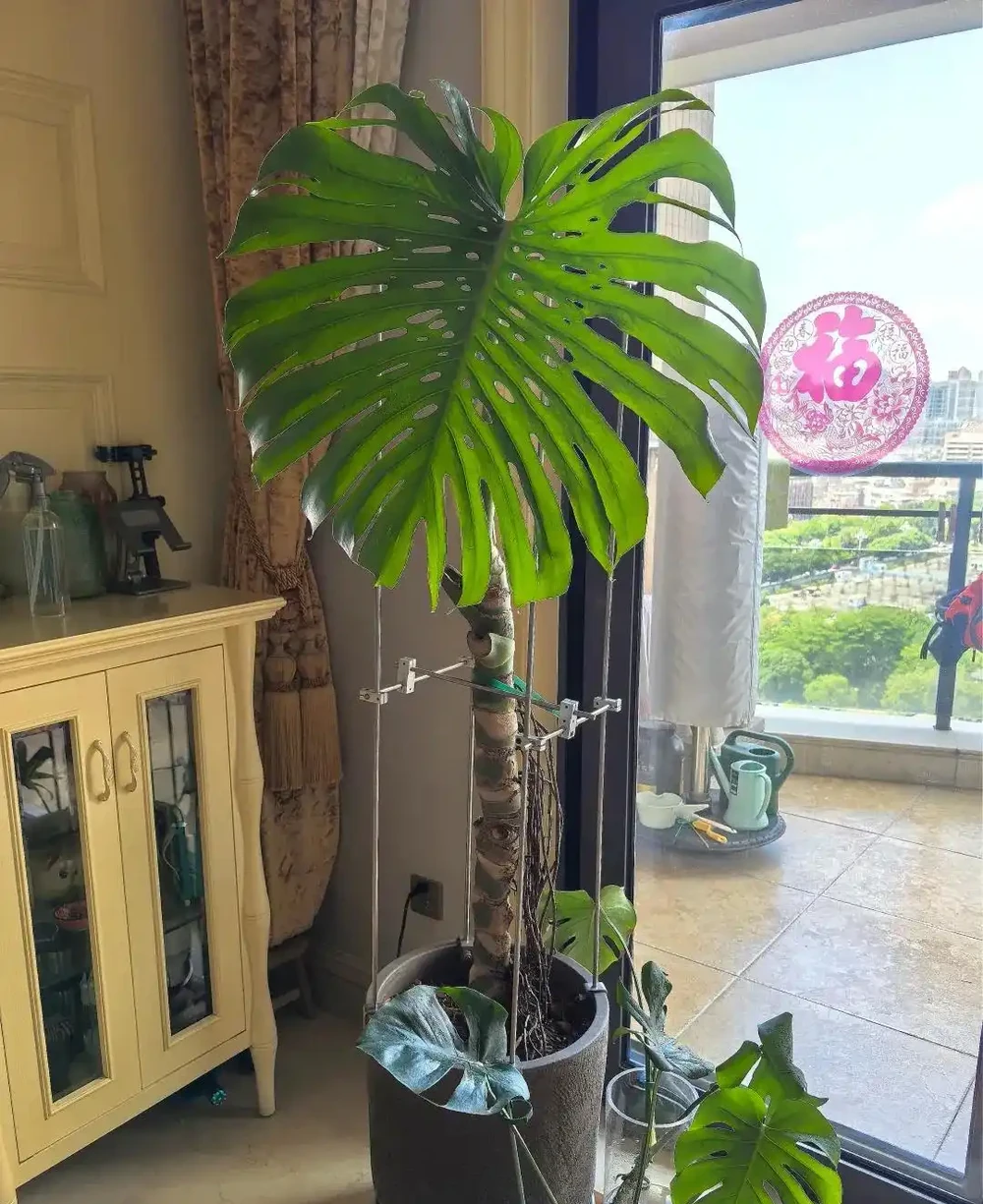 顛覆認知!老花農養「龜背芋的秘籍」:只要曬不傷,就狠狠曬~