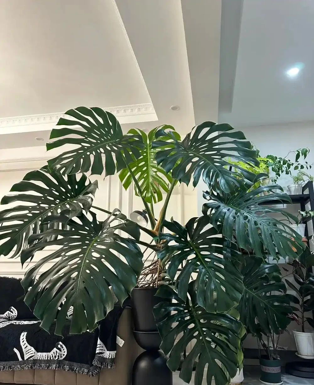 顛覆認知!老花農養「龜背芋的秘籍」:只要曬不傷,就狠狠曬~