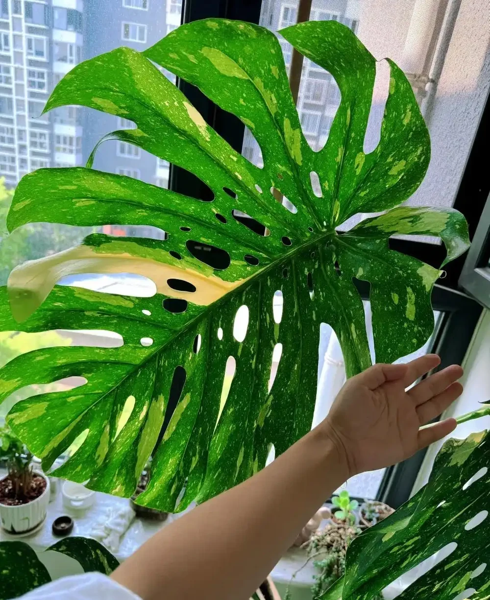 顛覆認知!老花農養「龜背芋的秘籍」:只要曬不傷,就狠狠曬~