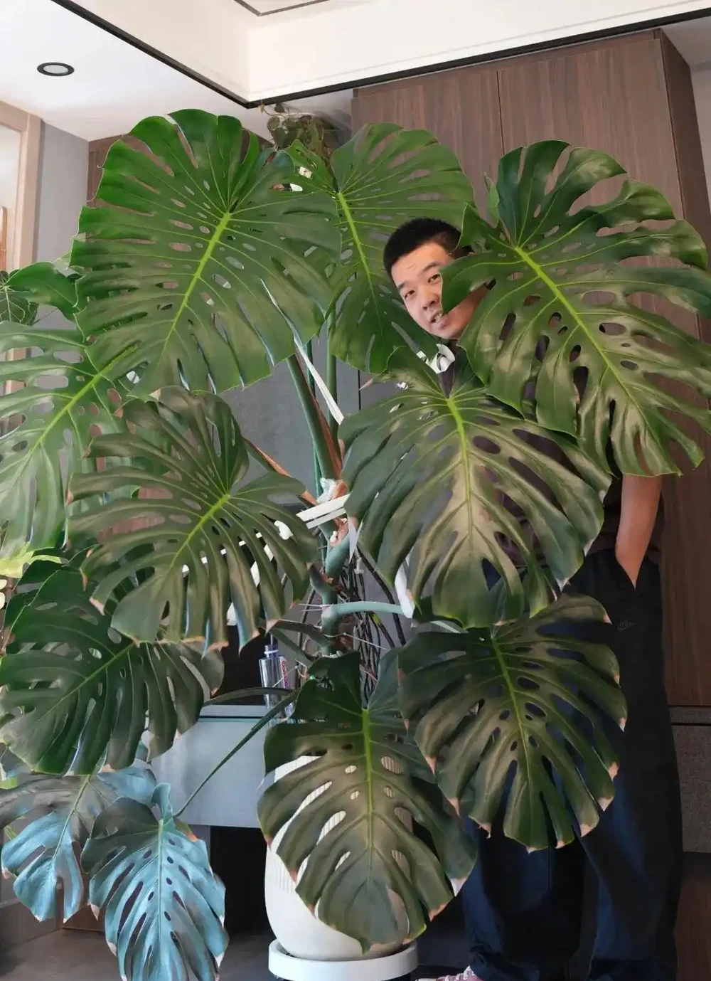 顛覆認知!老花農養「龜背芋的秘籍」:只要曬不傷,就狠狠曬~