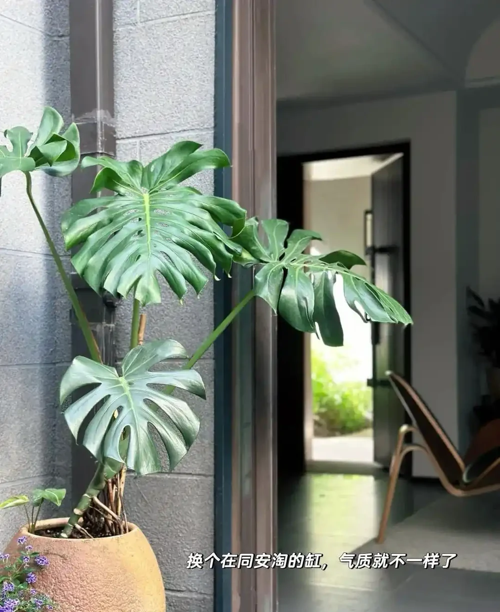顛覆認知!老花農養「龜背芋的秘籍」:只要曬不傷,就狠狠曬~