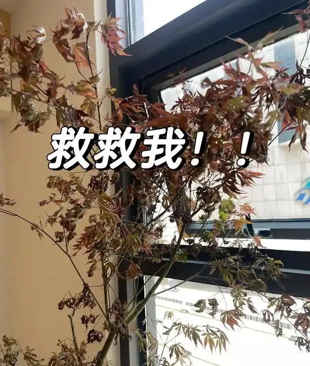 客廳楓樹一夜全焦，女子急求救，網友妙招能救活？