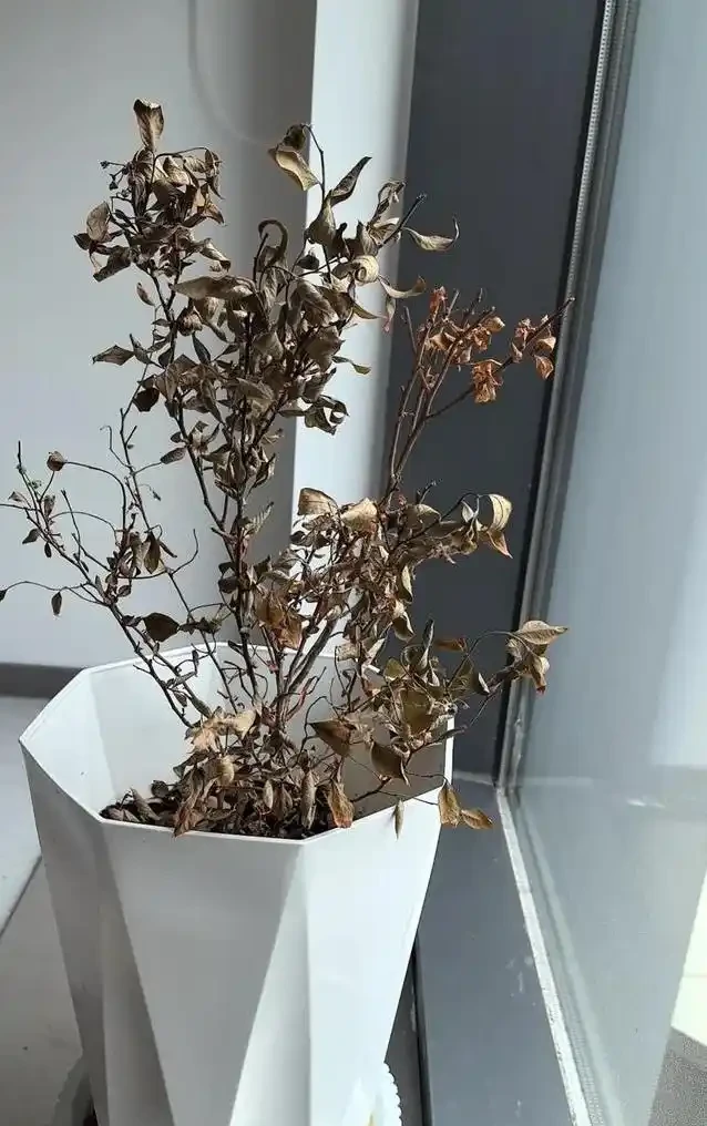 客廳楓樹一夜全焦，女子急求救，網友妙招能救活？