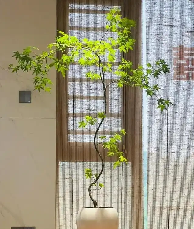 客廳楓樹一夜全焦，女子急求救，網友妙招能救活？