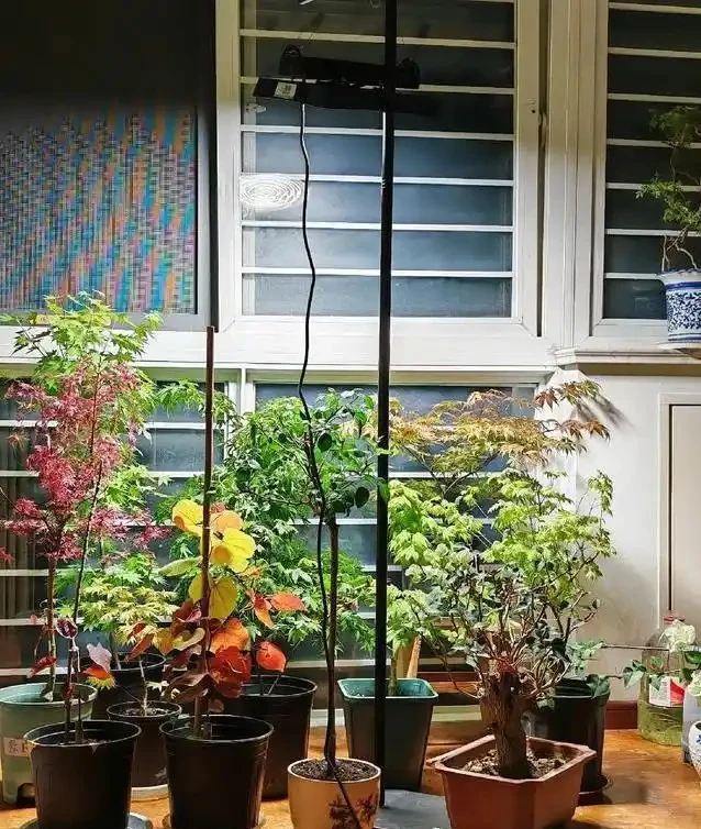 客廳楓樹一夜全焦，女子急求救，網友妙招能救活？
