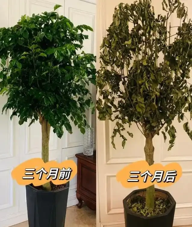 客廳楓樹一夜全焦，女子急求救，網友妙招能救活？