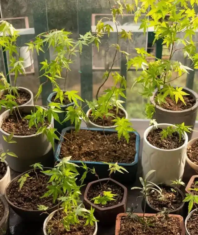 客廳楓樹一夜全焦，女子急求救，網友妙招能救活？