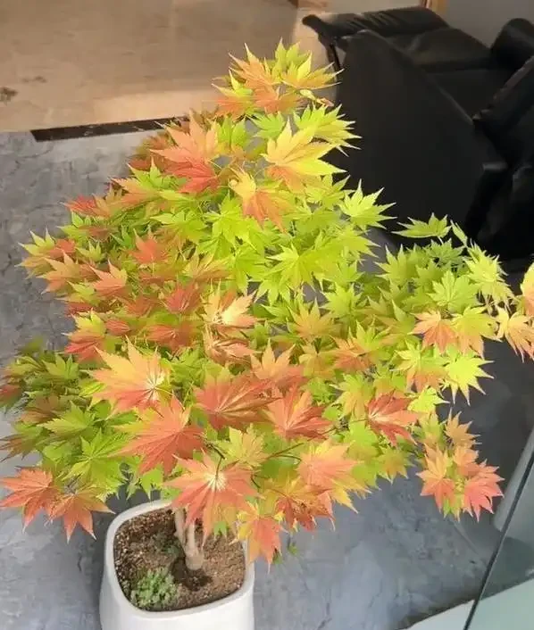 客廳楓樹一夜全焦，女子急求救，網友妙招能救活？