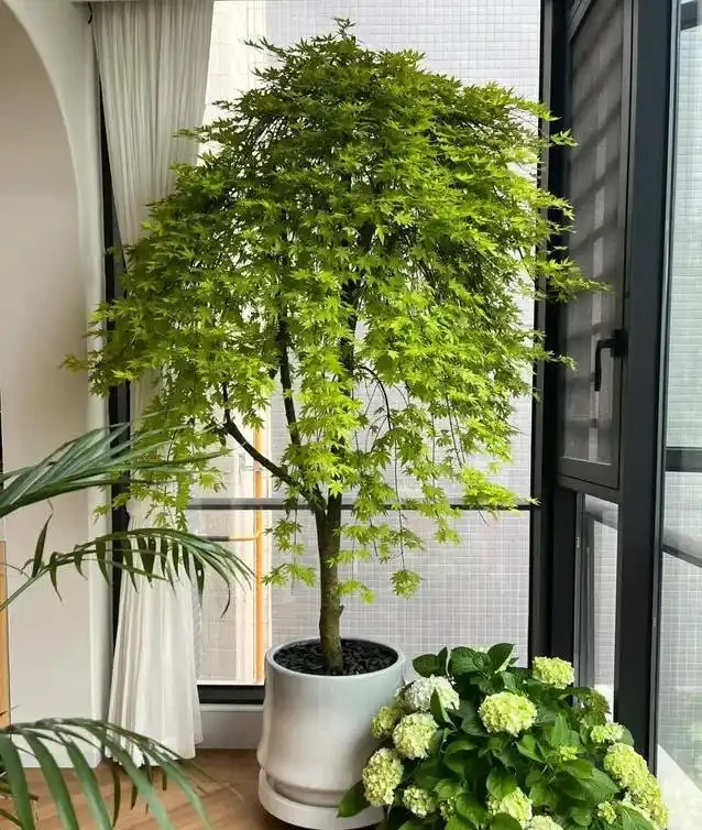 客廳楓樹一夜全焦，女子急求救，網友妙招能救活？