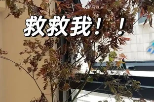 客廳楓樹一夜全焦，女子急求救，網友妙招能救活？
