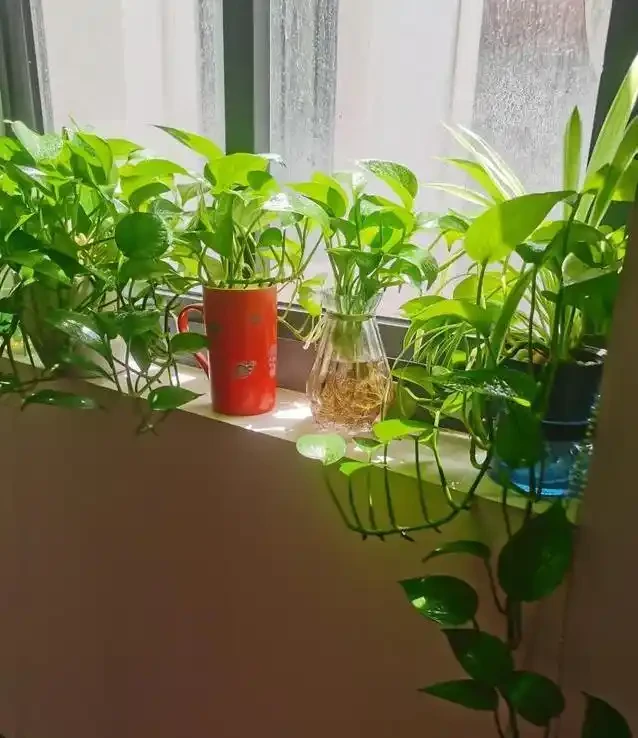 黃金葛養成水下森林,她只用兩年火遍全網,秘密藏在瓶子裡?