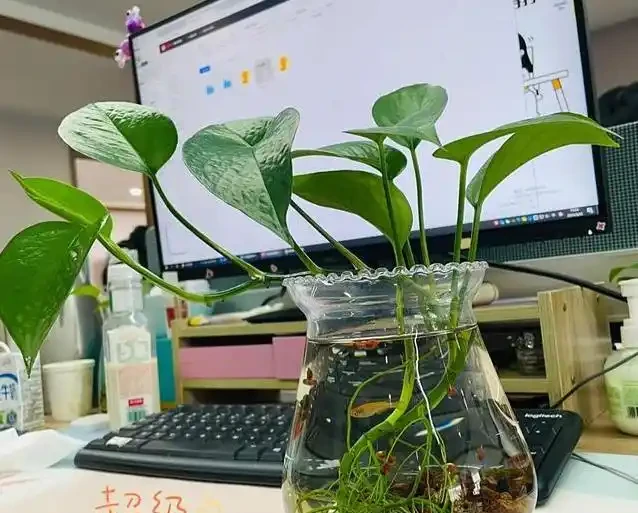 黃金葛養成水下森林,她只用兩年火遍全網,秘密藏在瓶子裡?
