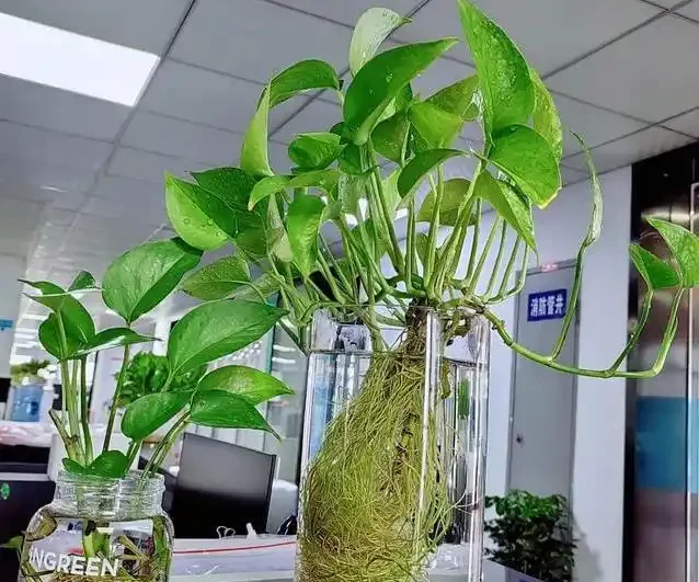 黃金葛養成水下森林,她只用兩年火遍全網,秘密藏在瓶子裡?