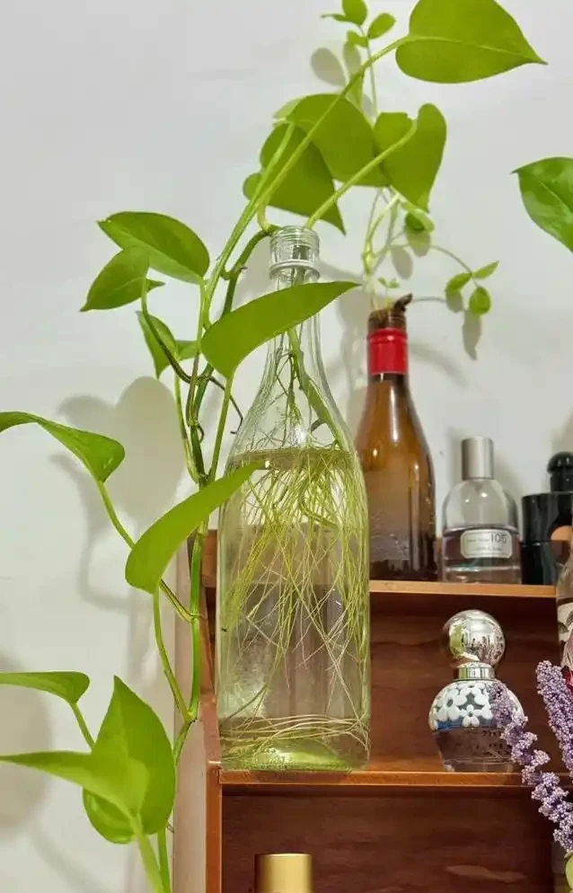 黃金葛養成水下森林,她只用兩年火遍全網,秘密藏在瓶子裡?