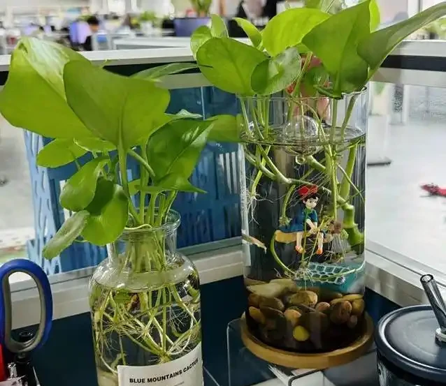 黃金葛養成水下森林,她只用兩年火遍全網,秘密藏在瓶子裡?