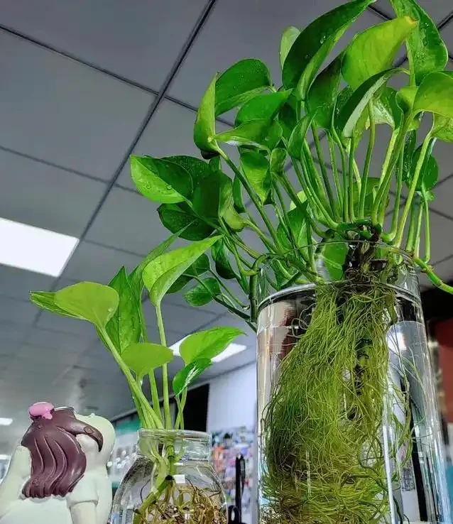 黃金葛養成水下森林,她只用兩年火遍全網,秘密藏在瓶子裡?