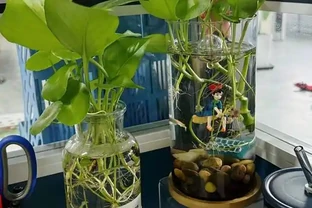 黃金葛養成水下森林，她只用兩年火遍全網，秘密藏在瓶子裡？