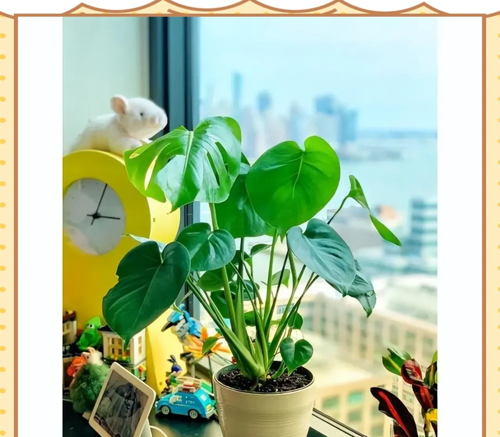 十種適合臥室種植的綠植及其養護指南