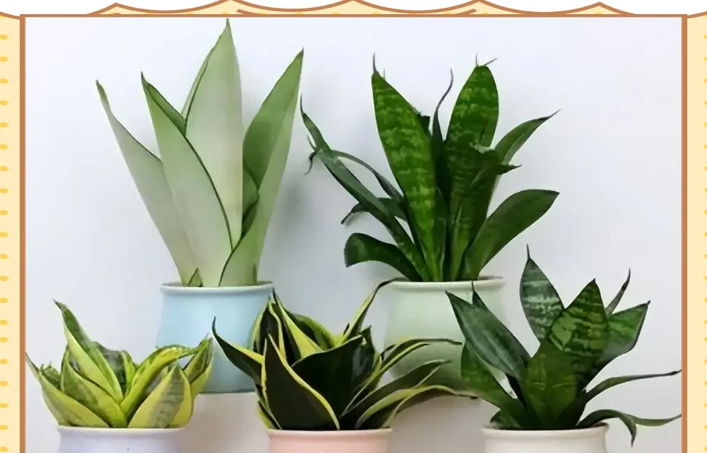 十種適合臥室種植的綠植及其養護指南