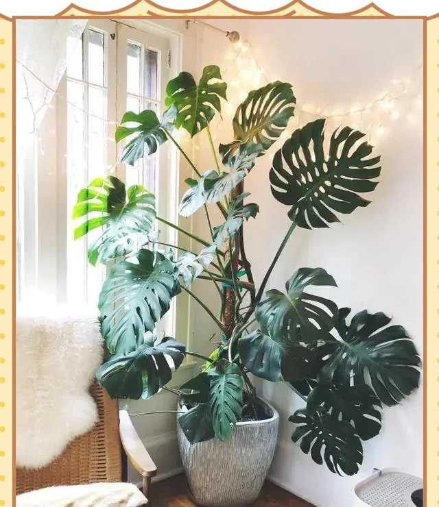 十種適合臥室種植的綠植及其養護指南