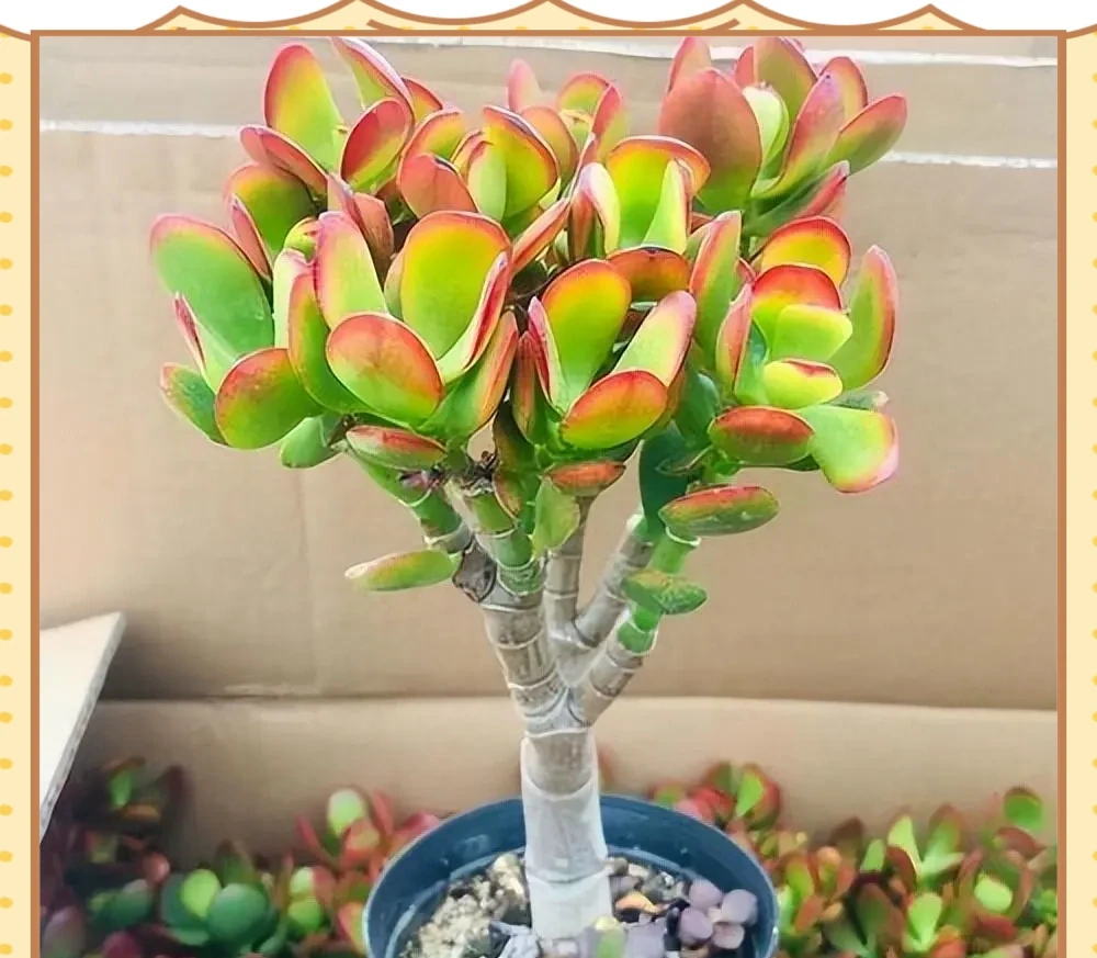 十種適合臥室種植的綠植及其養護指南
