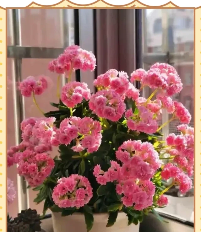 十種適合臥室種植的綠植及其養護指南