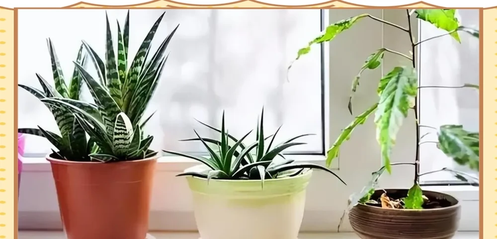 十種適合臥室種植的綠植及其養護指南