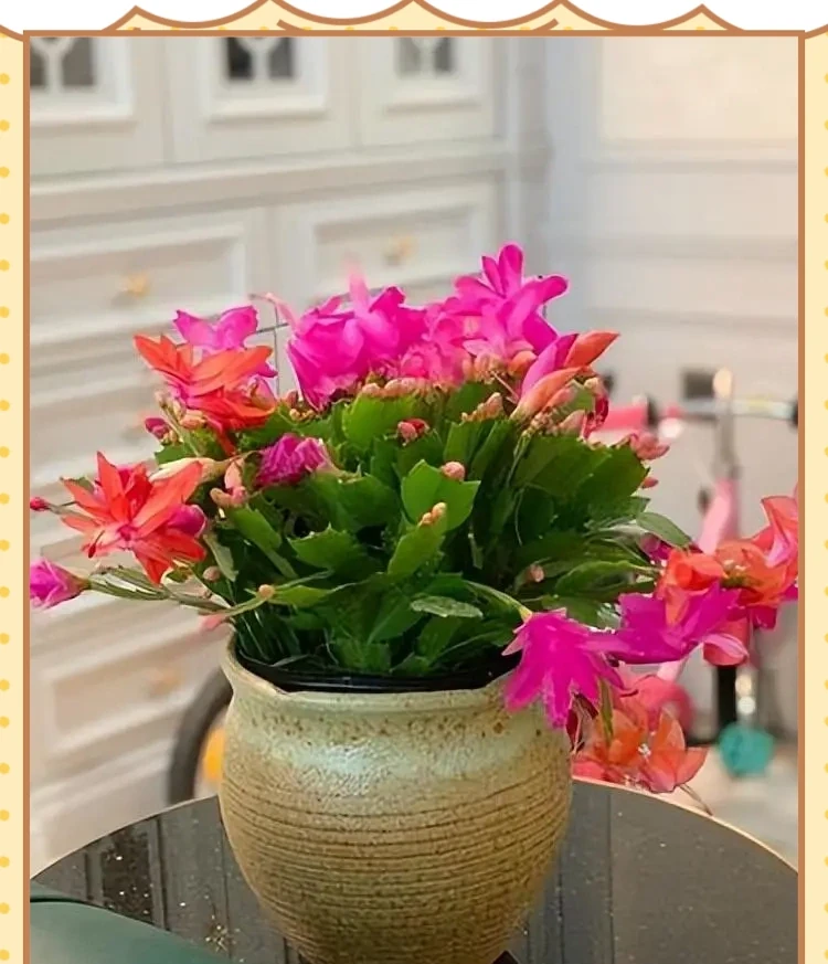 十種適合臥室種植的綠植及其養護指南