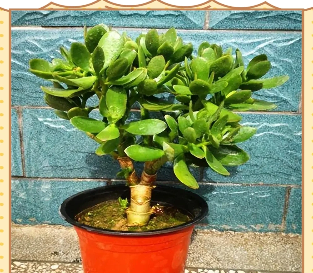 十種適合臥室種植的綠植及其養護指南