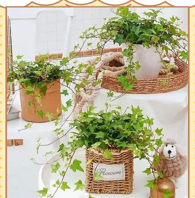 十種適合臥室種植的綠植及其養護指南