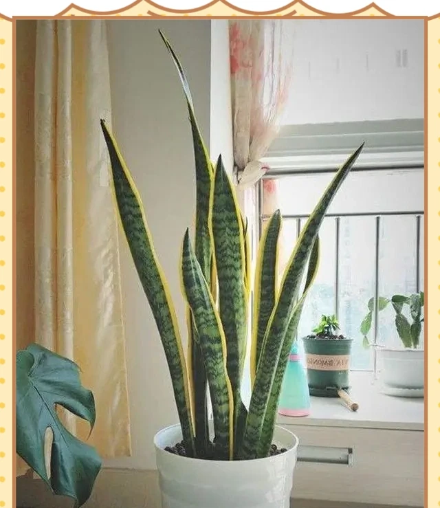 十種適合臥室種植的綠植及其養護指南
