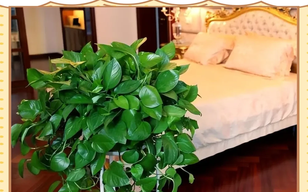 十種適合臥室種植的綠植及其養護指南