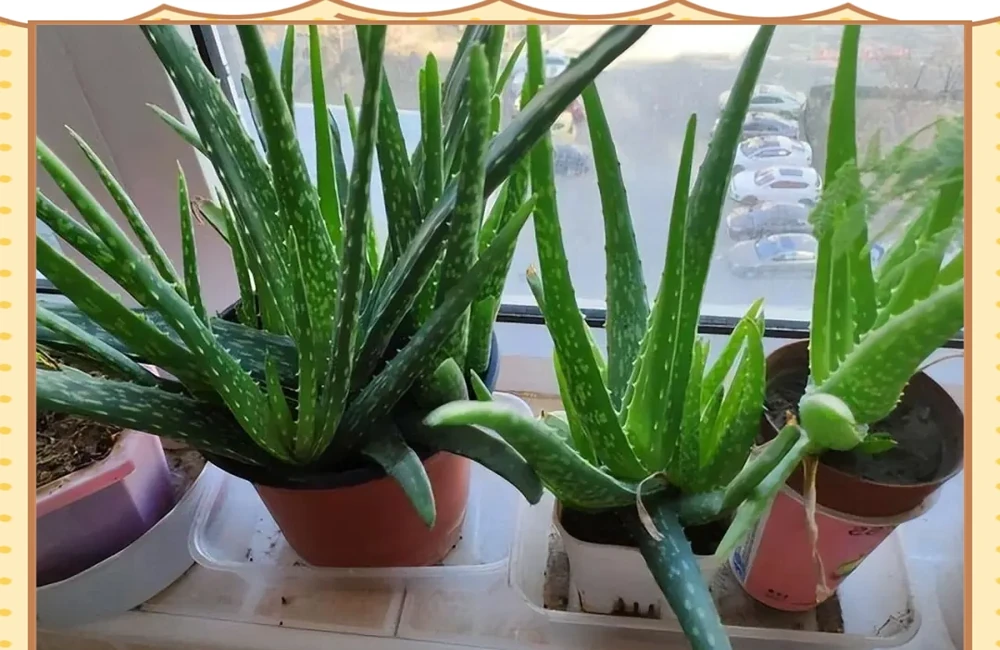 十種適合臥室種植的綠植及其養護指南