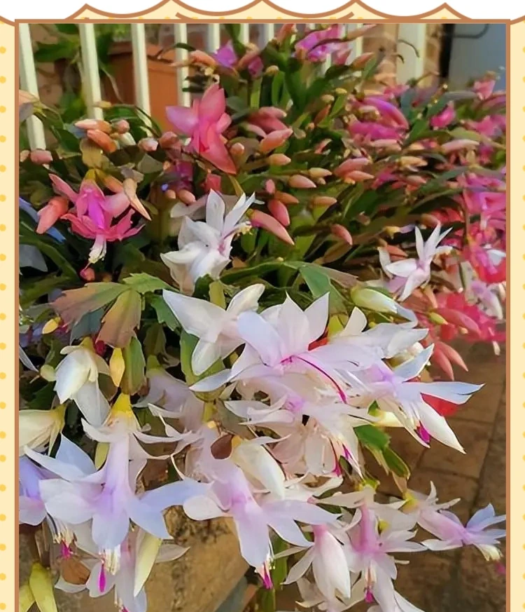 十種適合臥室種植的綠植及其養護指南