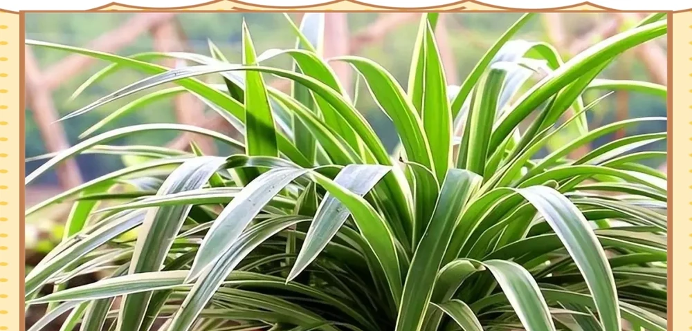 十種適合臥室種植的綠植及其養護指南