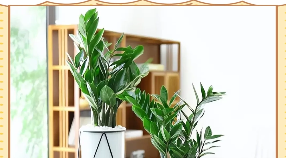 十種適合臥室種植的綠植及其養護指南