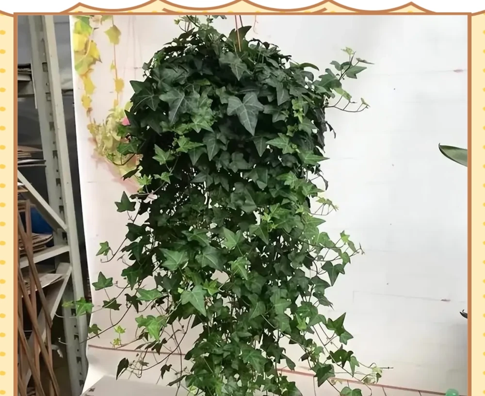 十種適合臥室種植的綠植及其養護指南